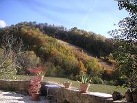 Autumn Trees - Autumn Trees